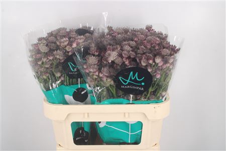 <h4>Astrantia Star Of Africa</h4>