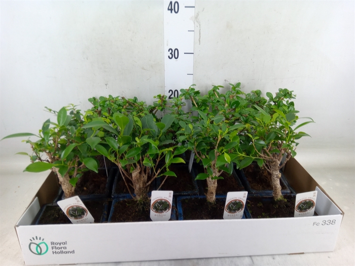 <h4>Bonsai   ...mix</h4>