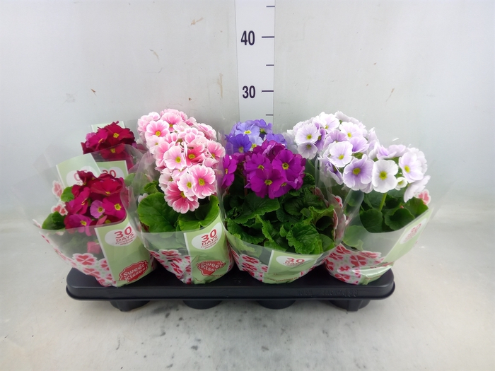 <h4>Primula obcon. 'Touch Me'   ...mix</h4>