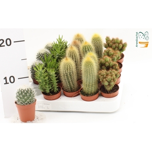 CACTUS GEM