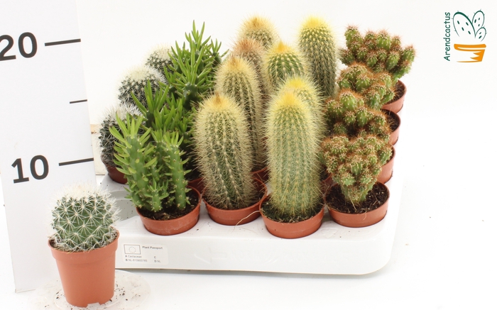 <h4>CACTUS GEM</h4>