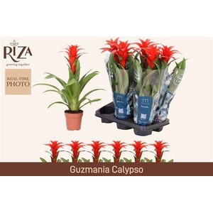 Guzm Calypso