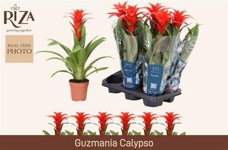 <h4>Guzm Calypso</h4>