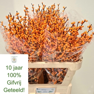 ILEX VE GOLD VERBOOM