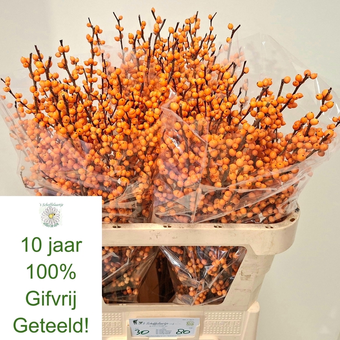 <h4>ILEX VE GOLD VERBOOM</h4>