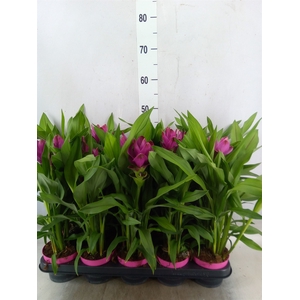 Curcuma alism. 'Siam Sublime'