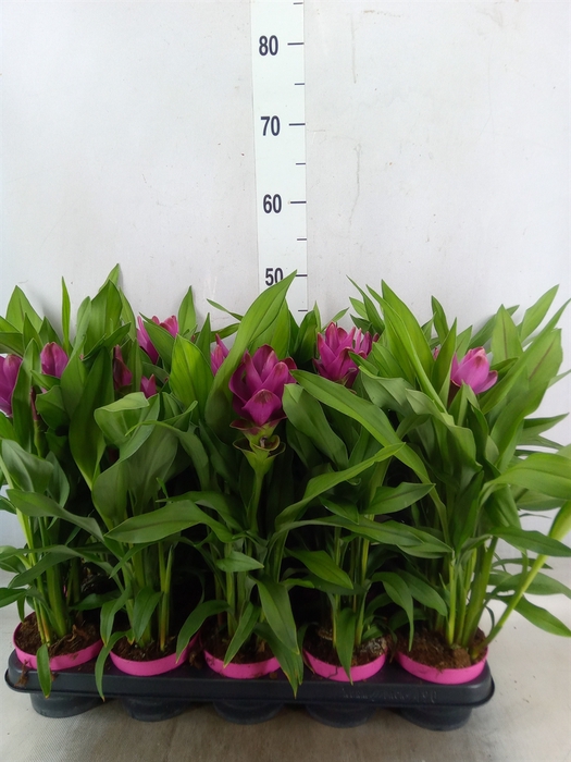 <h4>Curcuma alism. 'Siam Sublime'</h4>