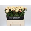 Paeonia Ann Cousins