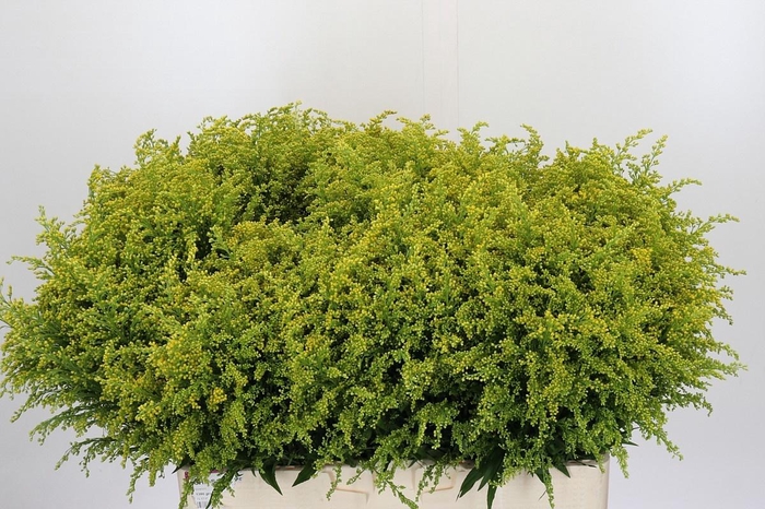 <h4>SOLI BAREIGHT</h4>