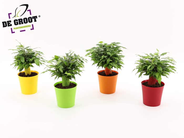 <h4>Ficus Green Kinky Ton-Sur-Ton</h4>