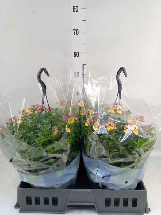 <h4>Nemesia   ...</h4>