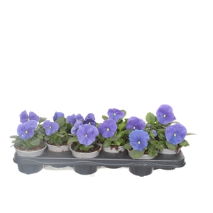 Viola F1 True Blue