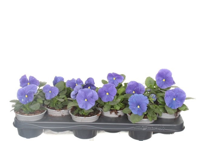 <h4>Viola F1 True Blue</h4>