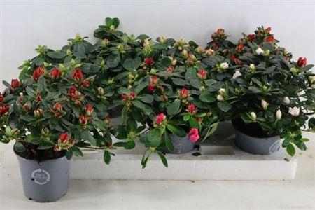 <h4>Rhodo Si Gem Diameter 30</h4>