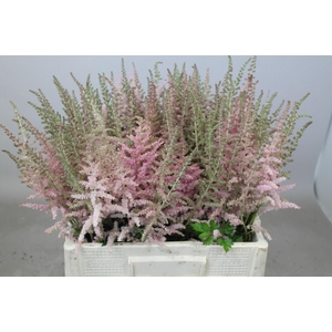 Astilbe Glitter And Glamour