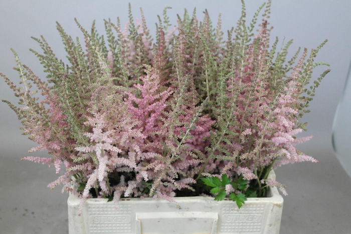 <h4>Astilbe Glitter And Glamour</h4>