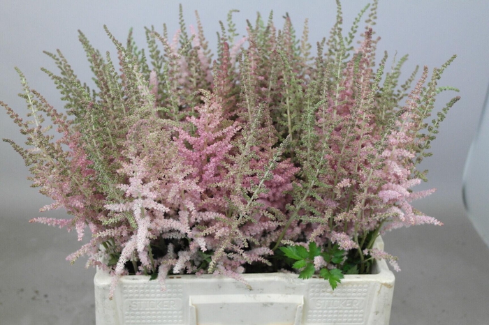 <h4>Astilbe Glitter And Glamour</h4>