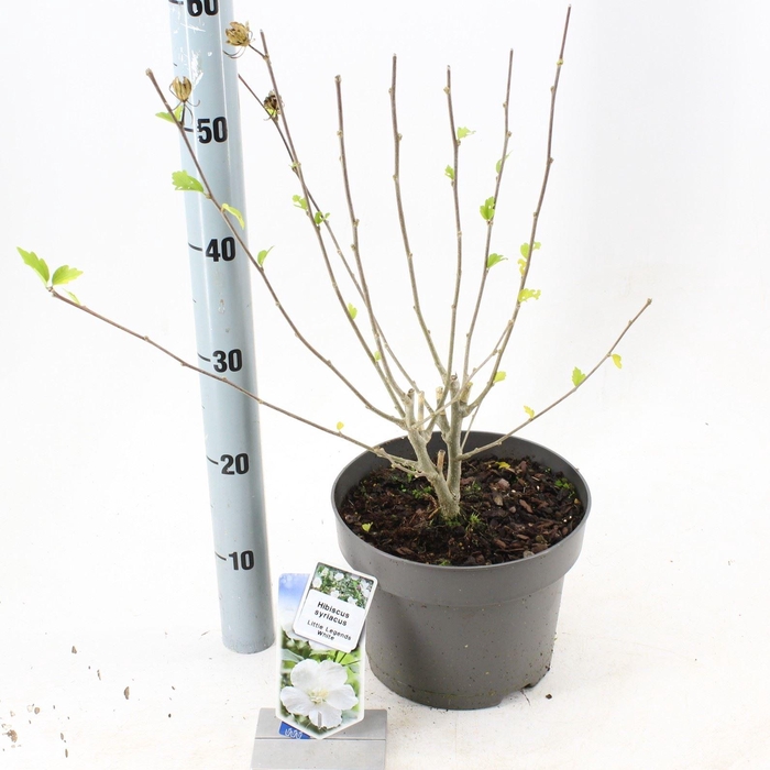 <h4>Hibiscus syriacus</h4>