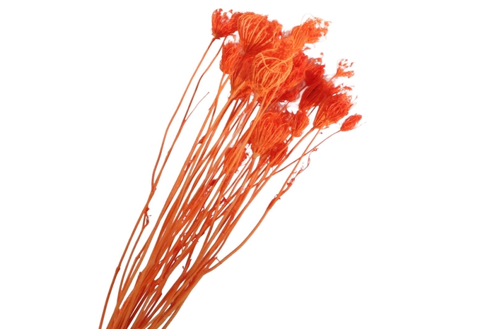 <h4>Ammi Majus Orange</h4>