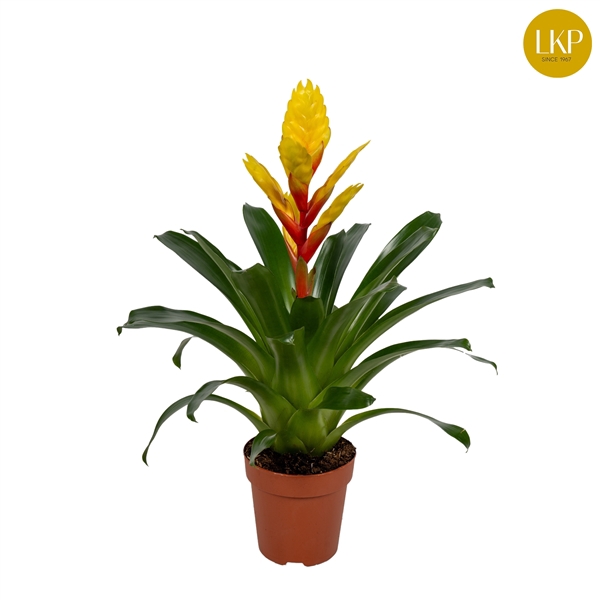 <h4>Vriesea Int Yellow Geel (Met Hoes)</h4>