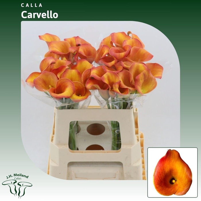 <h4>Calla Carvello</h4>