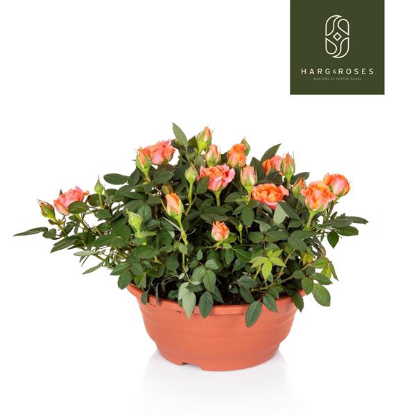 <h4>Rosa Kordana Schaal Zalm</h4>