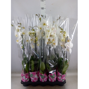 Phalaenopsis   ...white