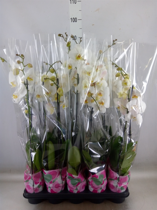 <h4>Phalaenopsis   ...white</h4>