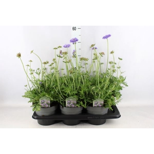 Scabiosa columb.