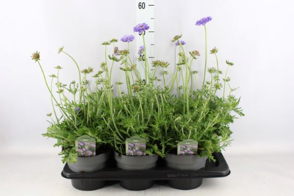 <h4>Scabiosa columb.</h4>