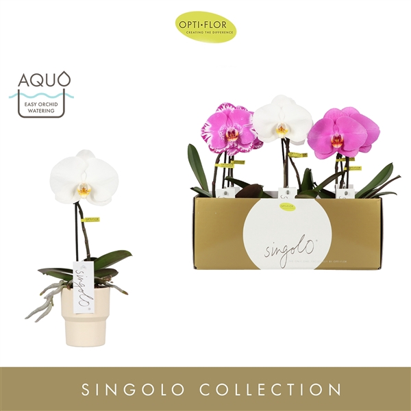 <h4>Singolo Mix in Roxanne Sand</h4>