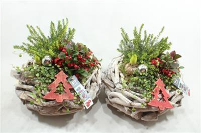 <h4>1912 XXL WW LATJES</h4>