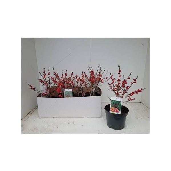 <h4>Ilex Verticillata</h4>