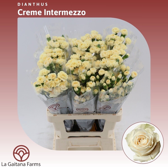 <h4>Dianthus tr Creme Intermezzo</h4>