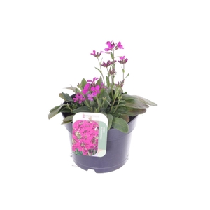 Arabis blepharophylla