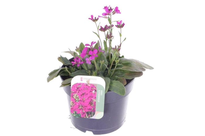 <h4>Arabis blepharophylla</h4>
