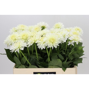 Dahlia Snow Cap
