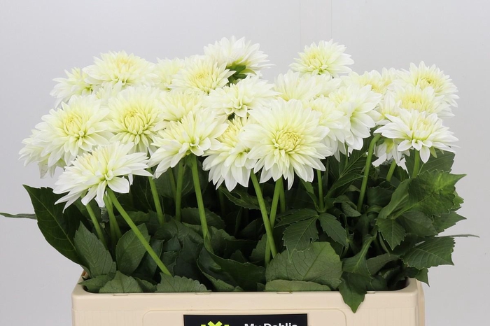 <h4>Dahlia Snow Cap</h4>