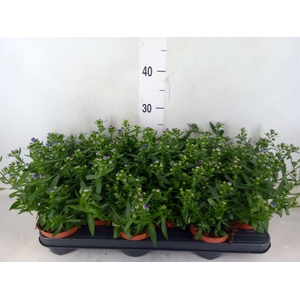 Aster n-b 'Starletta' ..mix