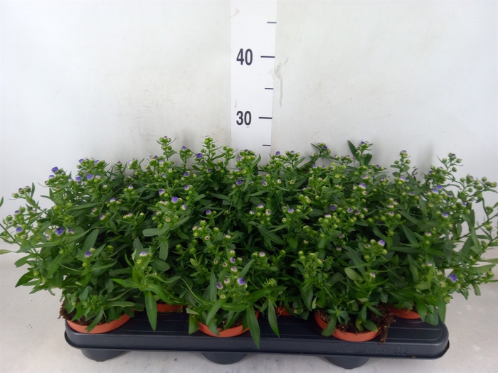 <h4>Aster n-b 'Starletta' ..mix</h4>