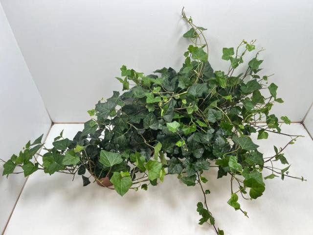 <h4>HEDE HIBERNICA</h4>