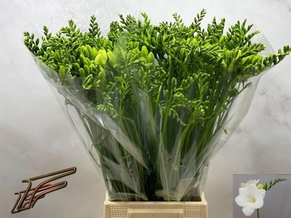 <h4>FR EN CORVETTE</h4>