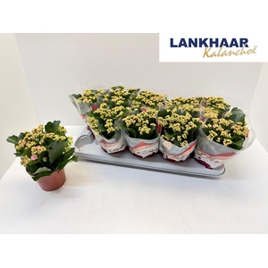 KAL GE PERFECTA PINK