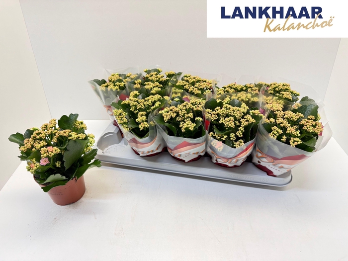 <h4>KAL GE PERFECTA PINK</h4>