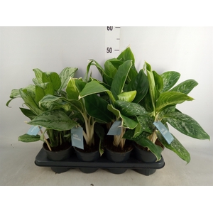 Aglaonema   ...mix