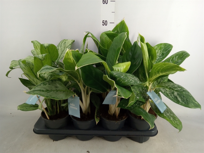 <h4>Aglaonema   ...mix</h4>