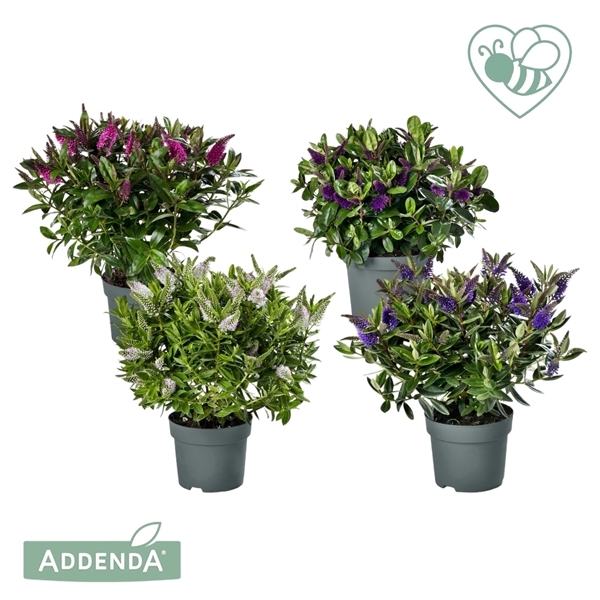 <h4>Hebe Addenda® Donna® Mix tray groen P15</h4>