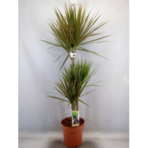 Dracaena marg. 'Bicolor'