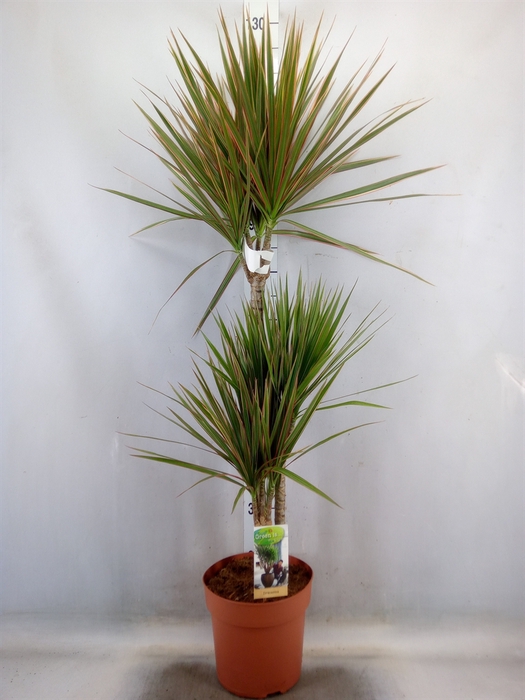 <h4>Dracaena marg. 'Bicolor'</h4>