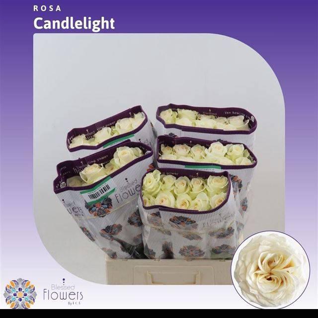 <h4>R GR CANDLELIGHT</h4>